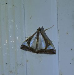 Agrioglypta eurytusalis