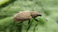 Sitona humeralis