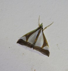Agrioglypta eurytusalis