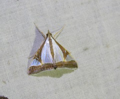 Agrioglypta eurytusalis