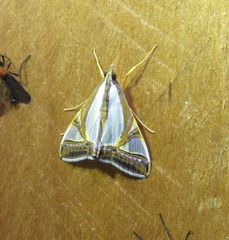 Agrioglypta eurytusalis