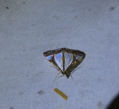 Agrioglypta eurytusalis