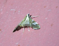 Agrioglypta excelsalis