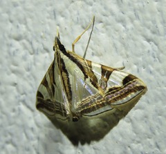 Agrioglypta excelsalis