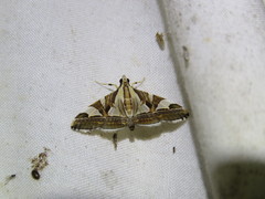 Agrioglypta excelsalis