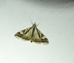 Agrioglypta excelsalis