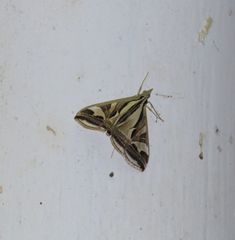 Agrioglypta excelsalis