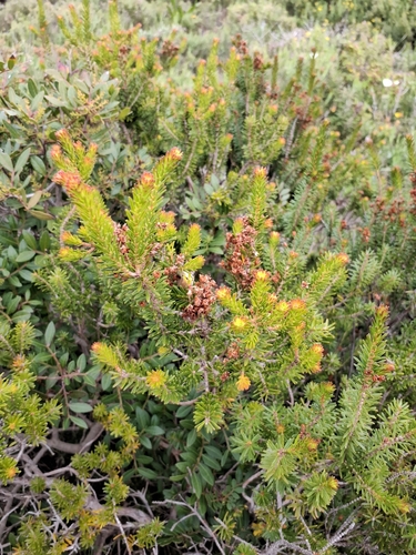Erica multiflora (Erica multiflora)
