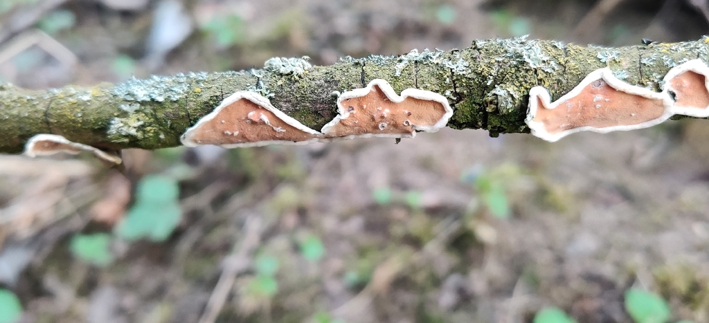 Byssomerulius corium · April 2026 · photo: © jokerrr83 (iNaturalist, cc-by)