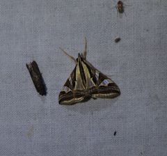 Agrioglypta excelsalis