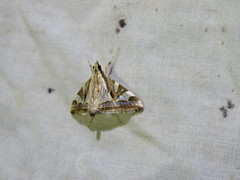 Agrioglypta excelsalis