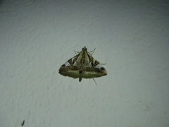 Agrioglypta excelsalis