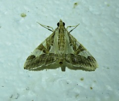 Agrioglypta itysalis