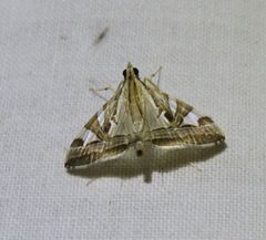 Agrioglypta itysalis