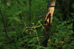Osmorhiza aristata