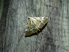 Agrioglypta itysalis