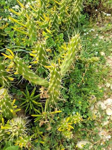 Eve's Needle Cactus (Austrocylindropuntia subulata)