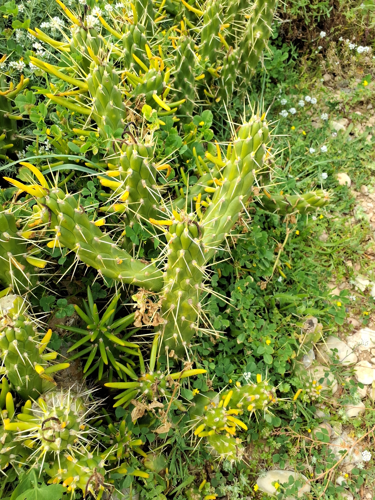 Eve's Needle Cactus (Austrocylindropuntia subulata)