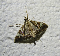 Agrioglypta itysalis