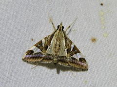 Agrioglypta itysalis