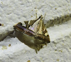 Agrioglypta itysalis