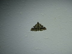 Agrioglypta itysalis