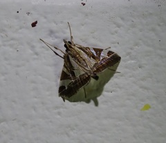 Agrioglypta itysalis