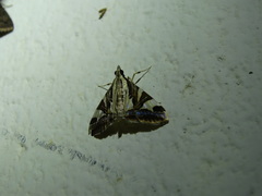 Agrioglypta itysalis