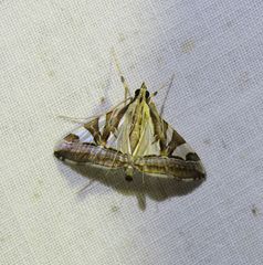 Agrioglypta itysalis