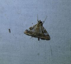 Agrioglypta itysalis