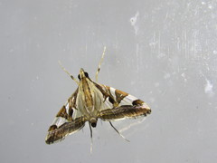 Agrioglypta itysalis