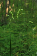 Actaea simplex