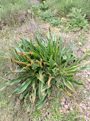 Drimia maritima (Drimia maritima)