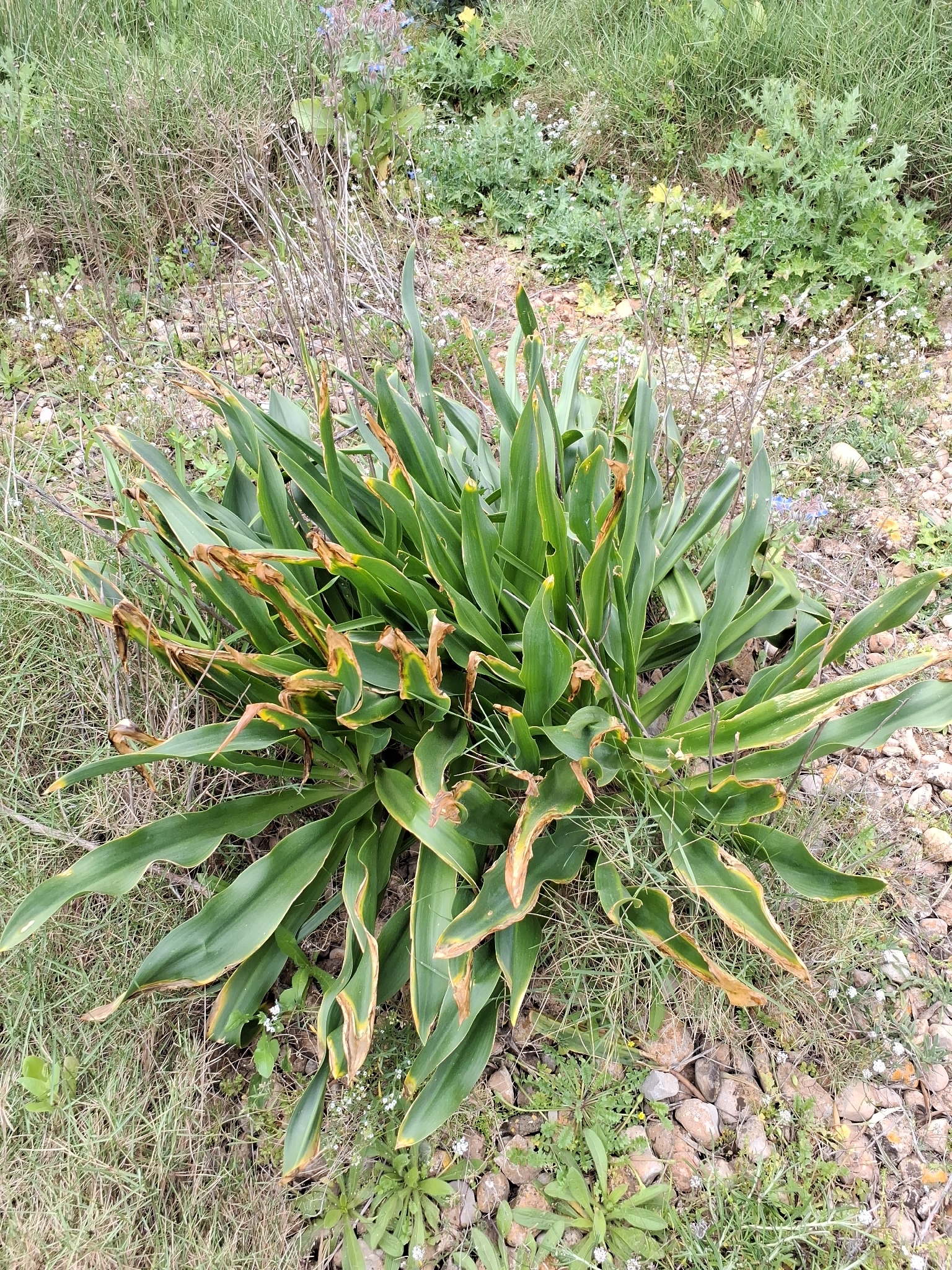 Drimia Maritima (Drimia maritima)