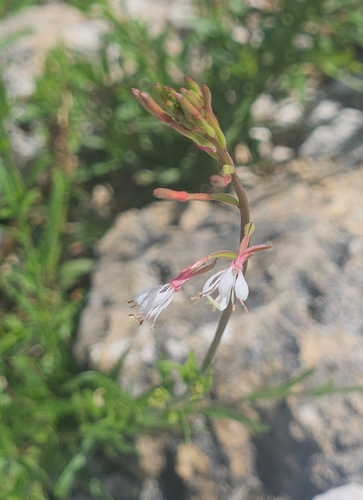 Southern Beeblossom (Oenothera simulans)