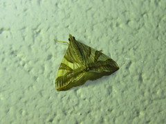 Agrioglypta zelimalis