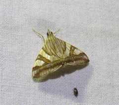 Agrioglypta zelimalis