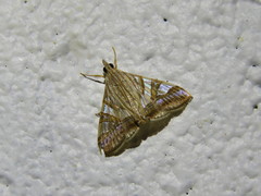 Agrioglypta zelimalis