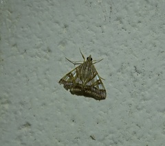 Agrioglypta zelimalis