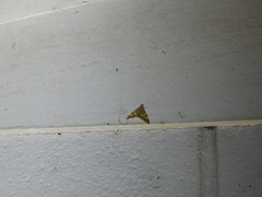 Agrioglypta zelimalis