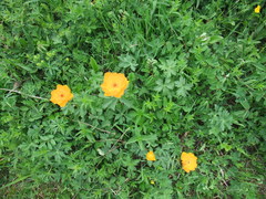 Trollius