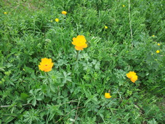 Trollius