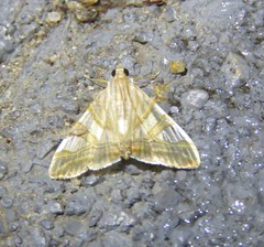 Agrioglypta zelimalis