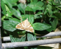 Agrioglypta zelimalis