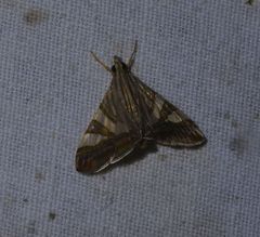 Agrioglypta zelimalis