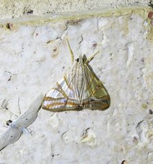 Agrioglypta zelimalis
