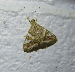 Agrioglypta zelimalis