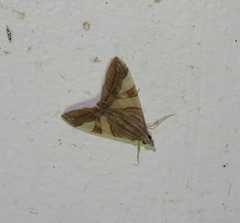 Agrioglypta zelimalis
