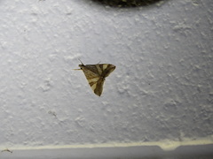 Agrioglypta zelimalis