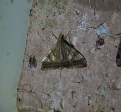 Agrioglypta zelimalis